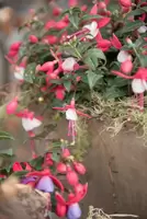Bella Fuchsia, een dankbare plant?