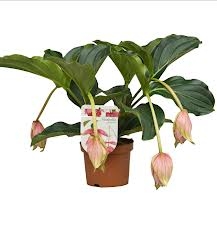 Medinilla