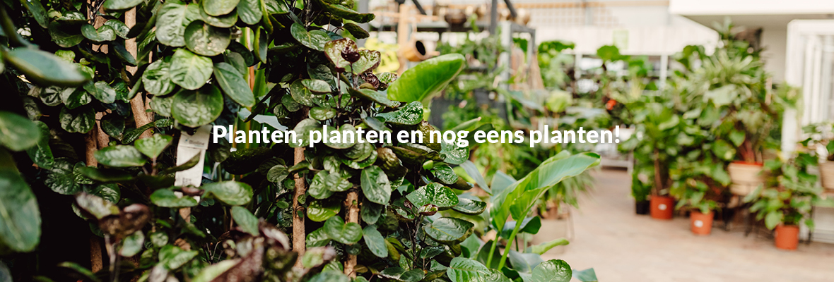 Kamerplanten Tuincentrum de Mooij Rijnsburg
