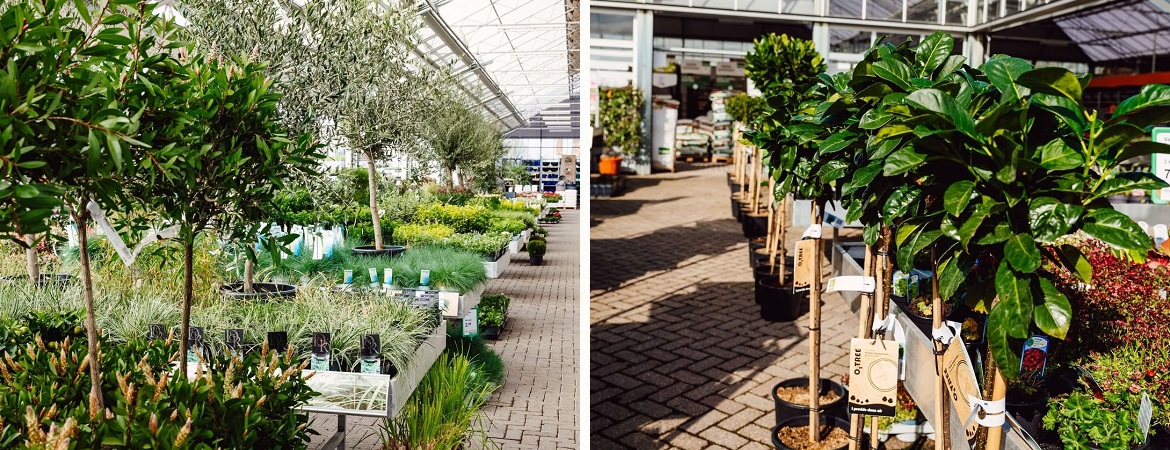 Tuinplanten kopen bij Tuincentrum de Mooij Rijnsburg