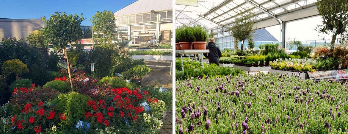 Tuinplanten kopen in Rijnsburg bezoek Tuincentrum de Mooij