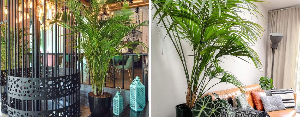 Kamerplanten met pot: mooie combinaties van diverse planten