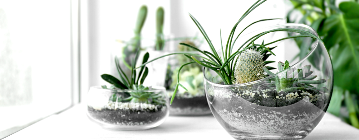 Watergeven cactussen en vetplanten