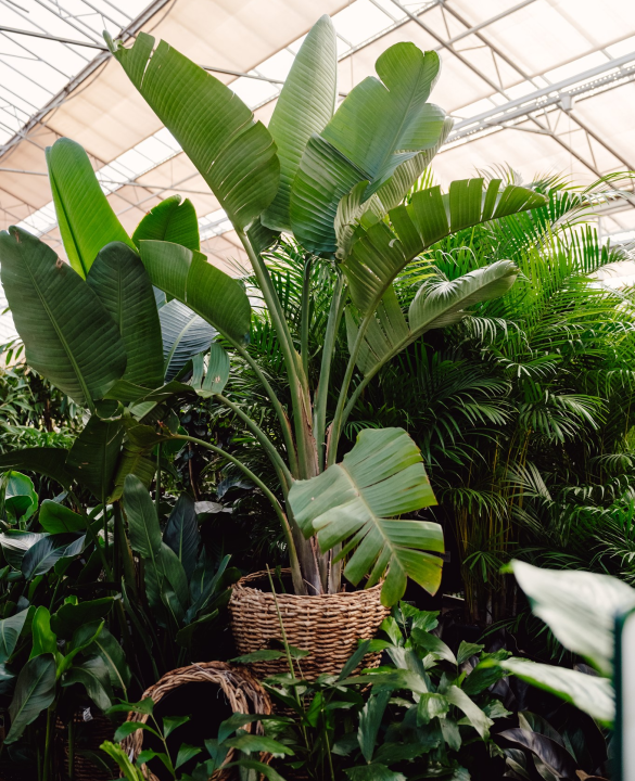 Kamerplant bestellen | Tuincentrum de Mooij in Rijsburg