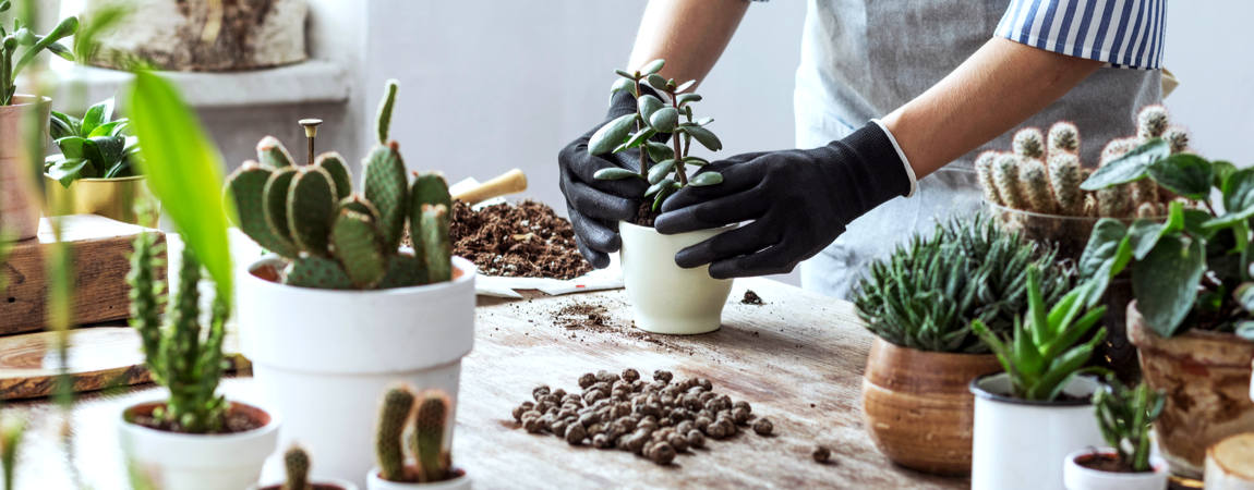 Cactussen en vetplanten verzorgen Cactussen en vetplanten verzorgen
