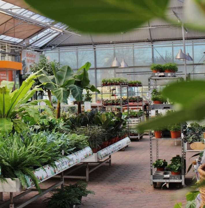 Groene kamerplant kopen | Tuincentrum de Mooij in Rijsburg