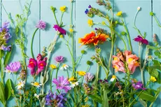 Bloemen Katwijk