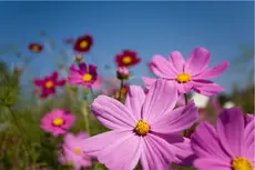 Bloemen Nieuw-Vennep