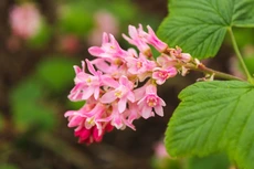 Bloemen Warmond Bloemen Warmond