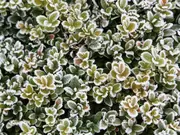 Buxus in de winter Buxus in de winter