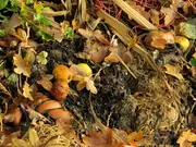 Tuinonderhoud in oktober Tuinonderhoud in oktober