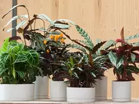 Calathea: Woonplant van de maand november