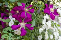 Gouden plantcombinatie: klimroos en clematis