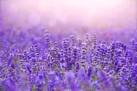 Lavendel: tuinplant van dit moment