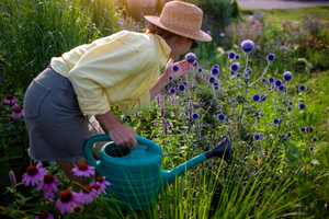 Tuin- en potplanten met zomerse geuren