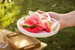 Weg met muggen en wespen in huis en tuin