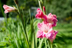 Zomer in de bol met zomerbollen!