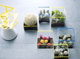 Cactussen en vetplanten