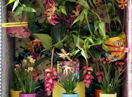 Bloeiende kamerplanten