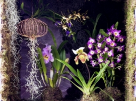 Bloeiende kamerplanten