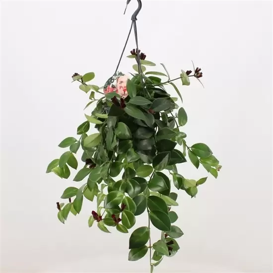 Aeschynanthus 'Mona Lisa' gladbladerig