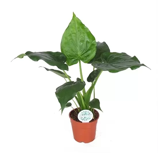 Alocasia Cucullata p21