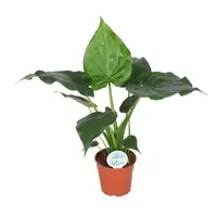 Alocasia Cucullata p21