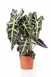 Alocasia Polly