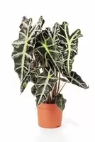 Alocasia Polly