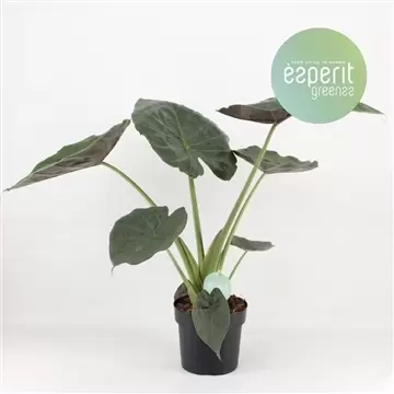 Alocasia Wentii p21