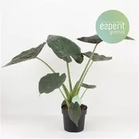 Alocasia Wentii p21