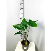 Alocasia zebria