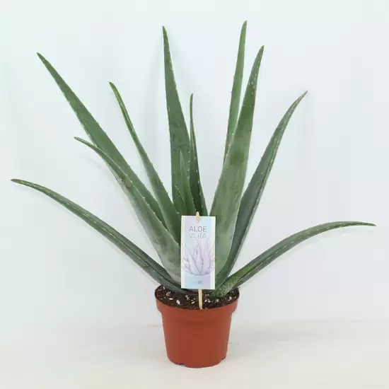 Aloe Vera Barbadensis