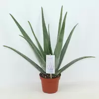 Aloe Vera Barbadensis