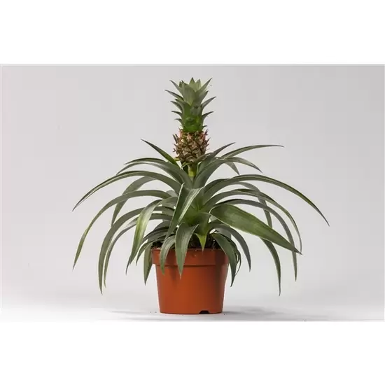 Ananas Mi Amigo p12