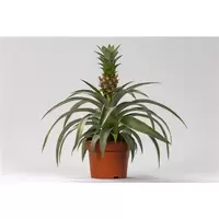 Ananas Mi Amigo p12
