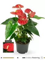 Anthurium Red