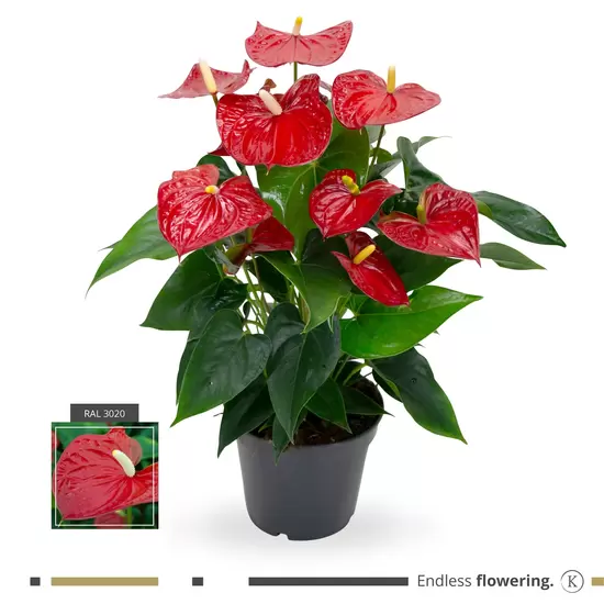 Anthurium rood p14