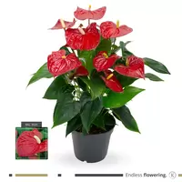 Anthurium rood p14