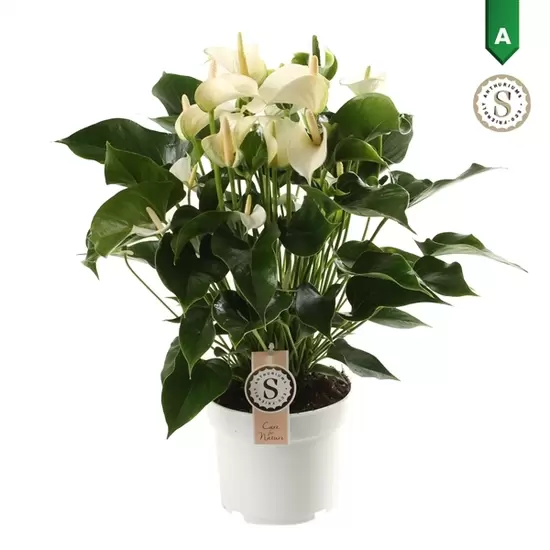 Anthurium White Champion 17cm