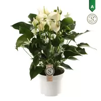 Anthurium White Champion 17cm
