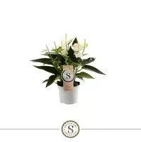 Anthurium White Champion p9