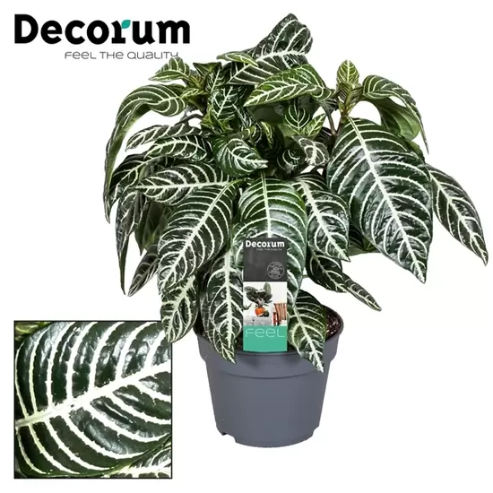 Aphelandra Botanica p17