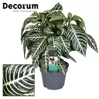 Aphelandra Botanica p17