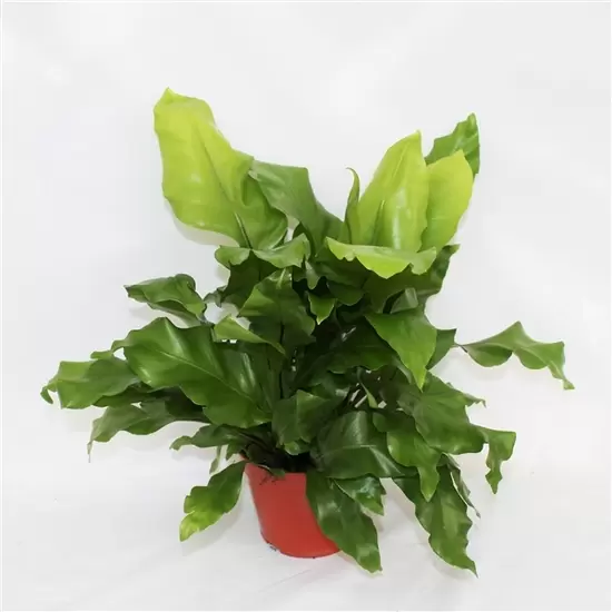 Asplenium Nidus Clumb