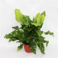 Asplenium Nidus Clumb