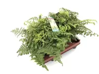 Asplenium Parvati