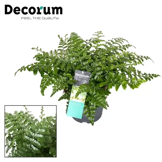 Asplenium Parvati p17