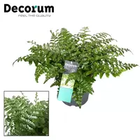 Asplenium Parvati p17