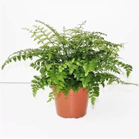 Asplenium Parvetti